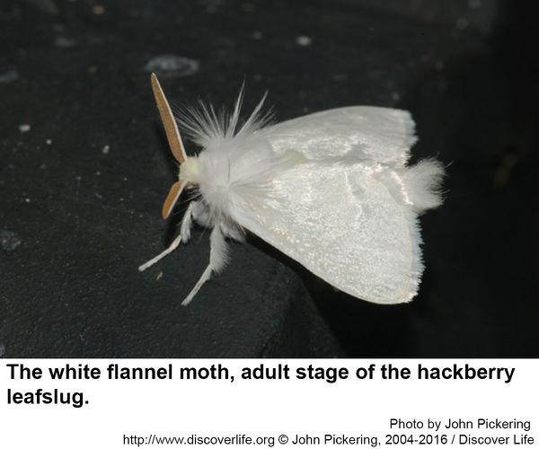 white flannel moth